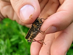 Calliptamus italicus