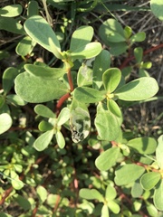 Schizocerella pilicornis