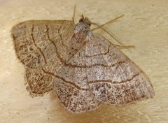 Eumacaria madopata