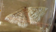 Eumacaria madopata
