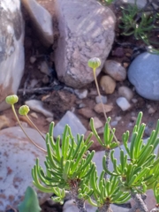 Euryops subcarnosus