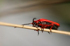 Dictyoptera simplicipes