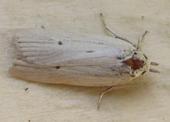 Gonioterma mistrella