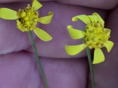 Euryops subcarnosus