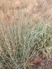 Andropogon hallii
