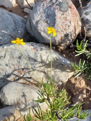 Euryops subcarnosus