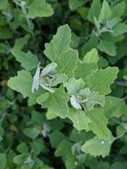 Chenopodium album