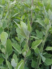 Chenopodium album