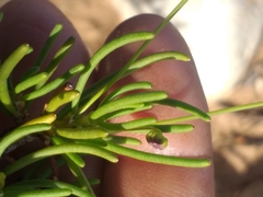Euryops subcarnosus