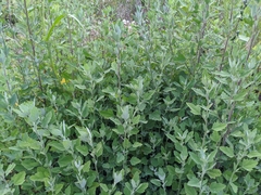 Chenopodium album