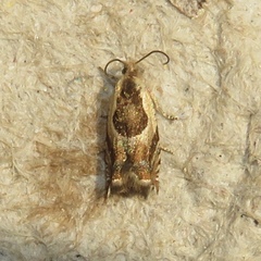 Ancylis metamelana