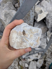 Acantholyda posticalis