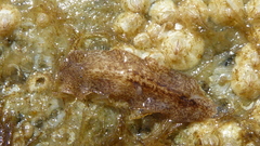 Notocomplana