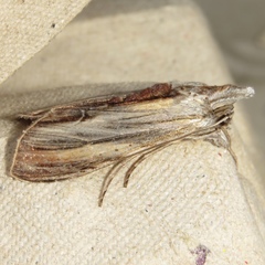 Cucullia convexipennis