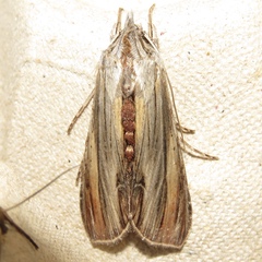 Cucullia convexipennis