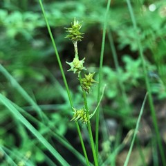 Carex atlantica