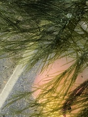 Bryopsis