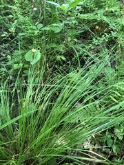 Carex atlantica