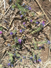 Echium plantagineum