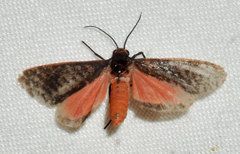 Virbia laeta