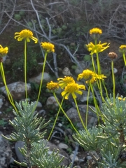 Euryops oligoglossus