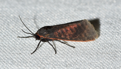 Virbia laeta