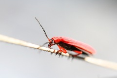 Dictyoptera simplicipes