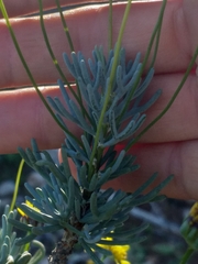 Euryops oligoglossus