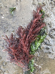 Sarcodiotheca
