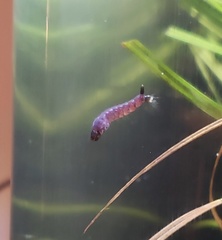 Rhyacophiloidea