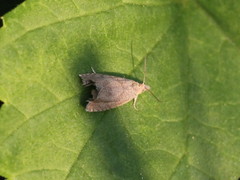 Dichrorampha plumbana