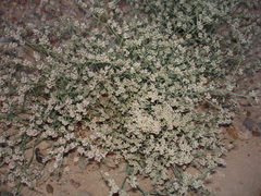 Eriogonum rotundifolium