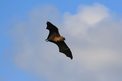 Pteropus seychellensis comorensis