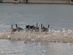 Branta canadensis