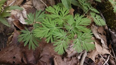 Dicentra