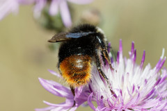 Bombus