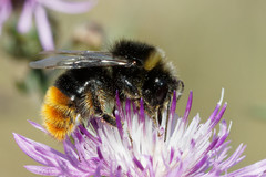 Bombus