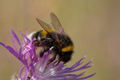 Bombus