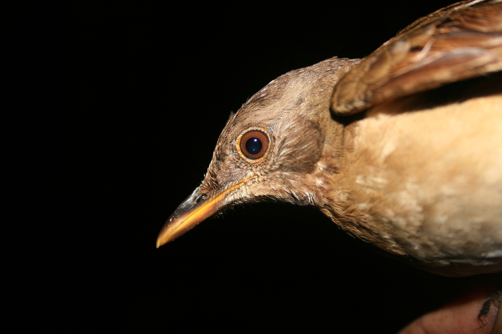 Comoro Thrush photo