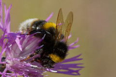 Bombus