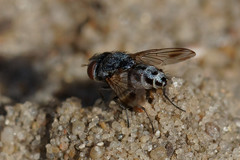 Diptera