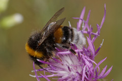 Bombus