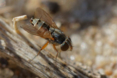 Diptera