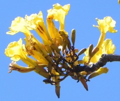 Tabebuia aurea