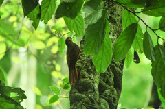 Dendrocolaptes sanctithomae