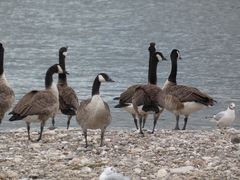 Branta canadensis
