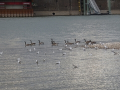 Branta canadensis