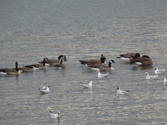 Branta canadensis