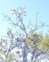 Tabebuia aurea