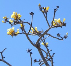 Tabebuia aurea